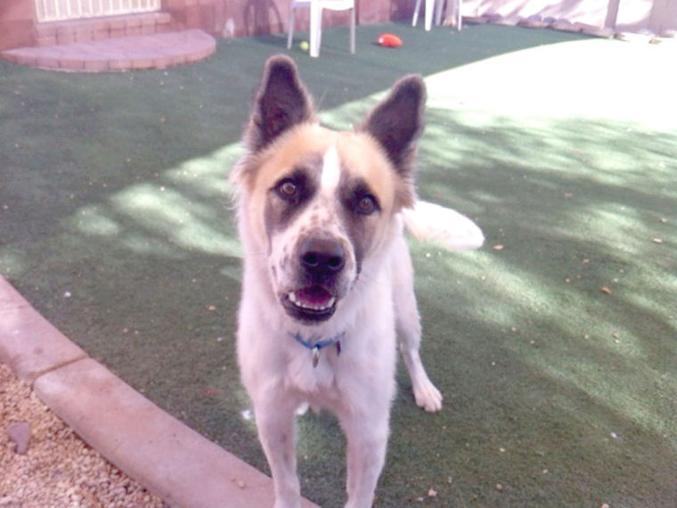 Someone to love: Bullzi